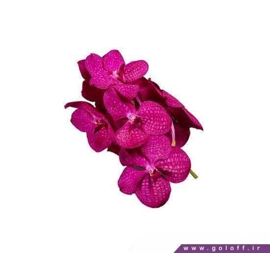 گل ارکیده وندا تایانی سریز - Vanda Orchids | گل آف